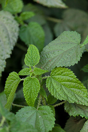_MG_2969