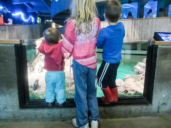 NE Aquarium-13