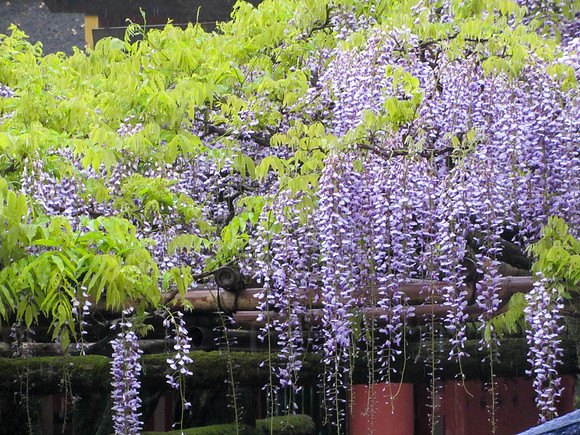 Japan - Judy-0034 -IMG_3249