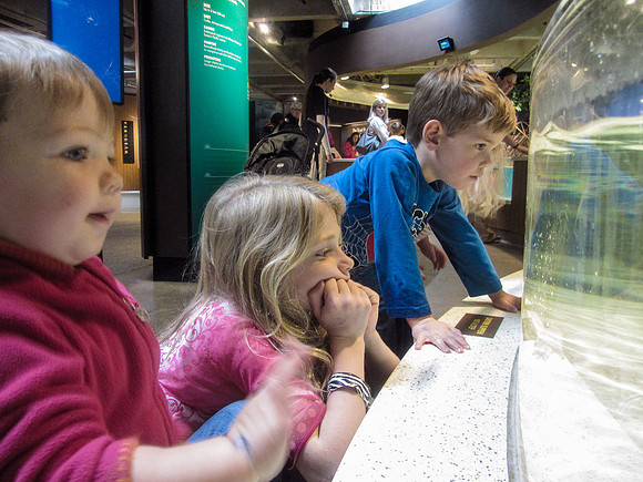 NE Aquarium-7