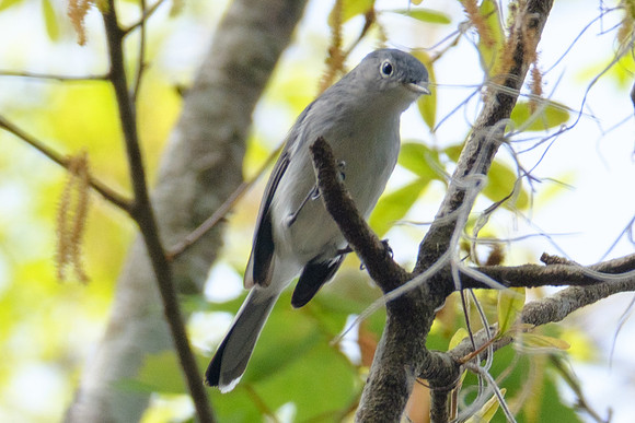 Blue-grey Gnatcatcher