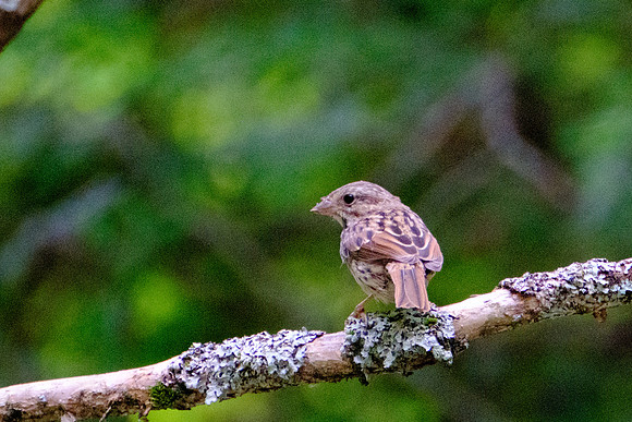Song Sparrow