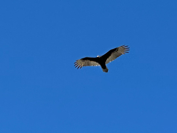 Turkey Vulture