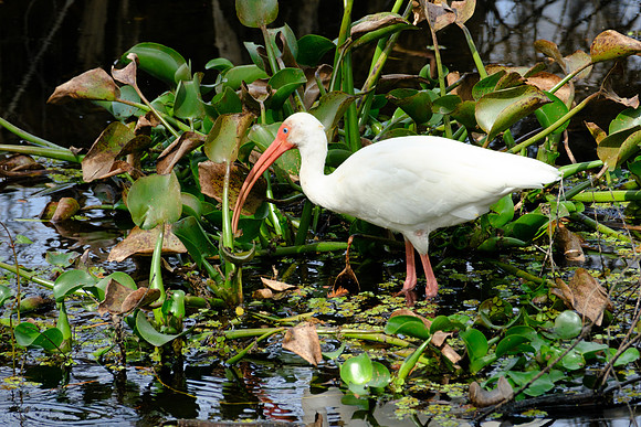 White Ibis