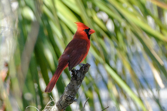 Northern Cardinal