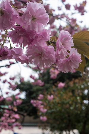 Day 6 Kanazawa-0139 -DSCF1012