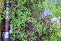untitled-0015 -DSCF0597