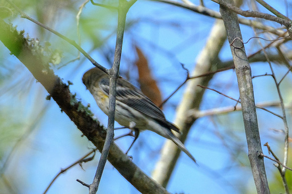 Yellow-rumped Warbler