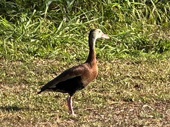 Black-bellied Whistling Dick