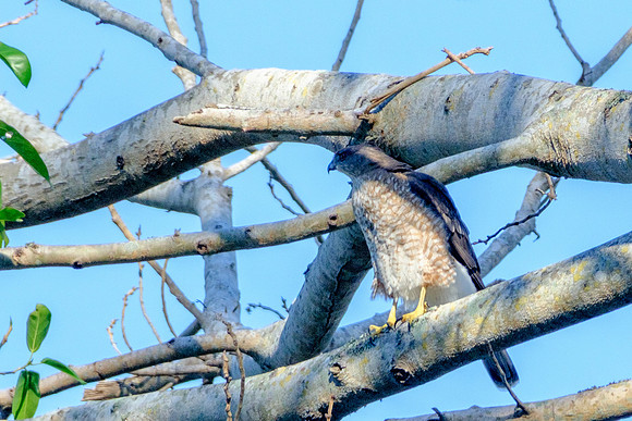 Cooper’s Hawk