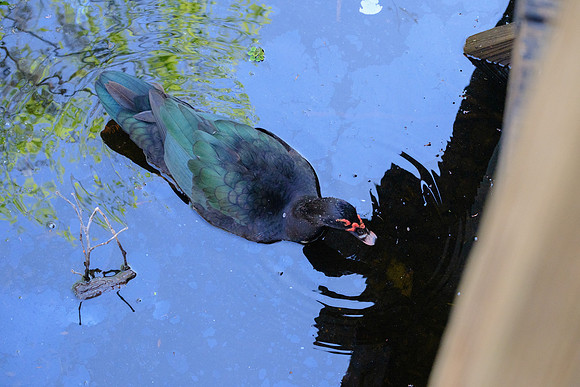 Purple Gallinule