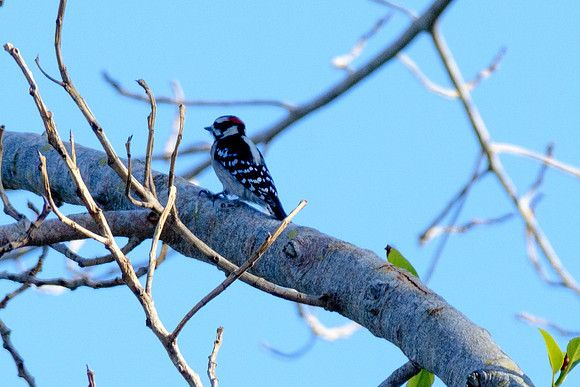 Downy Woodpecker