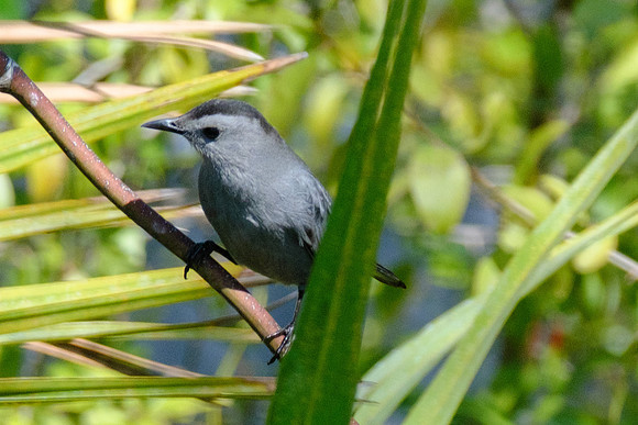Gray Catbird