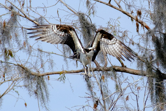 Osprey