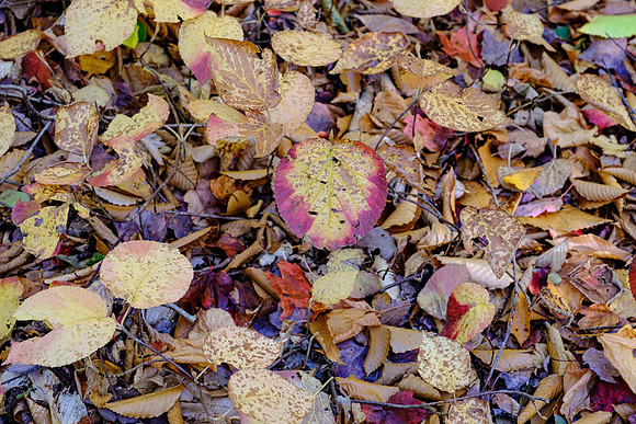 untitled-1508 -2020-10-11