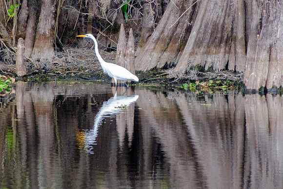 Great Egret