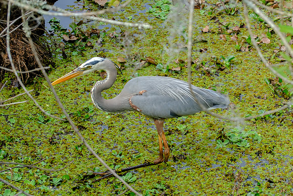 Great Blue Heron