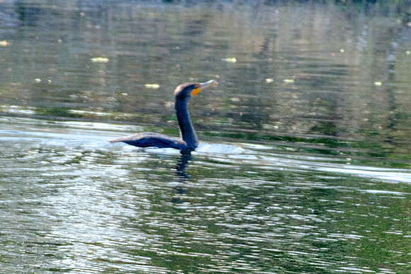 Double-crested Cormorant