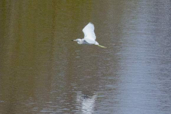 Little Blue Heron - Immature