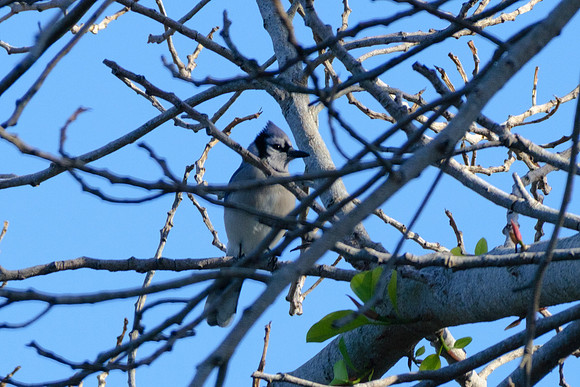 Blue Jay