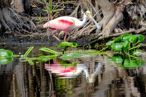 Roseate Spoonbill