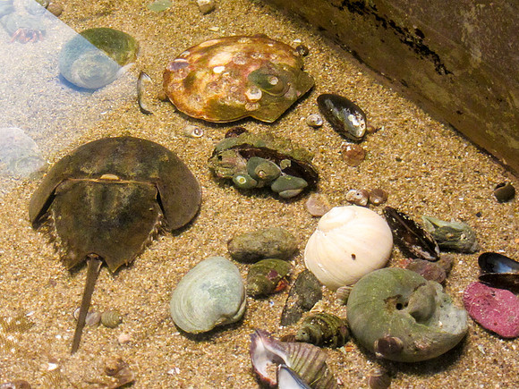 NE Aquarium-19
