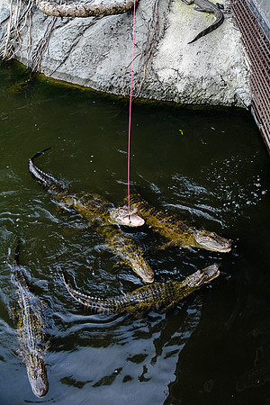 Reagan & Carter in Fla 2014-6709 -2014-05-01