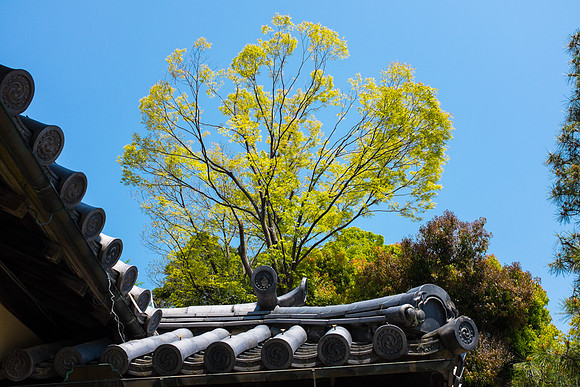 Day 9   Kyoto-0027 -DSCF1462