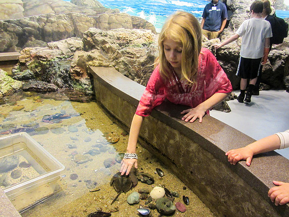 NE Aquarium-15