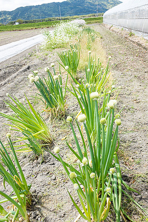 Day 11 - Farm-0122 -DSCF1889