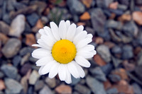 Daisy with Seashore Stones