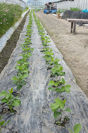 Day 11 - Farm-0152 -DSCF1904