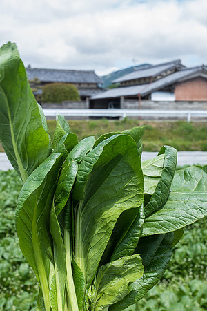 Day 11 - Farm-0136 -DSCF1896