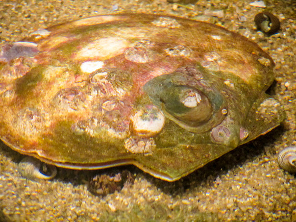 NE Aquarium-20