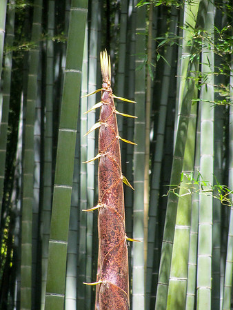 Japan - Judy-0051 -IMG_3362