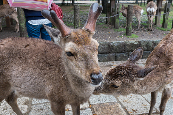 Day 9   Kyoto-0245 -DSCF1636