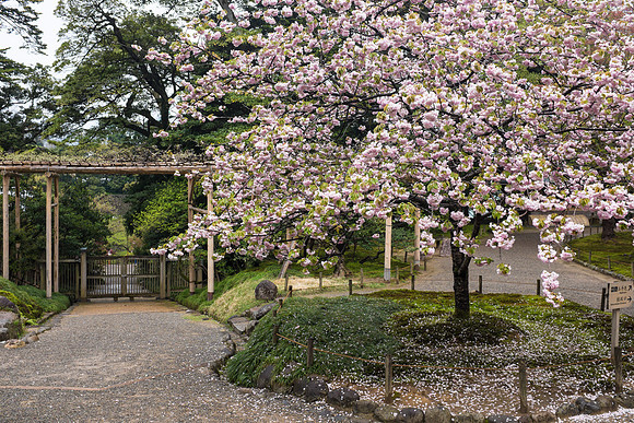 Day 6 Kanazawa-0135 -DSCF1010