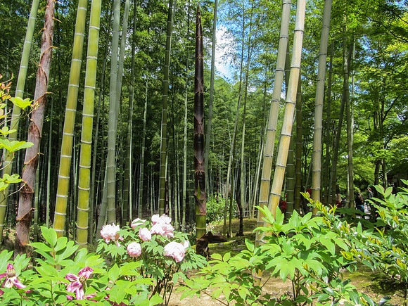 Japan - Judy-0046 -IMG_3357